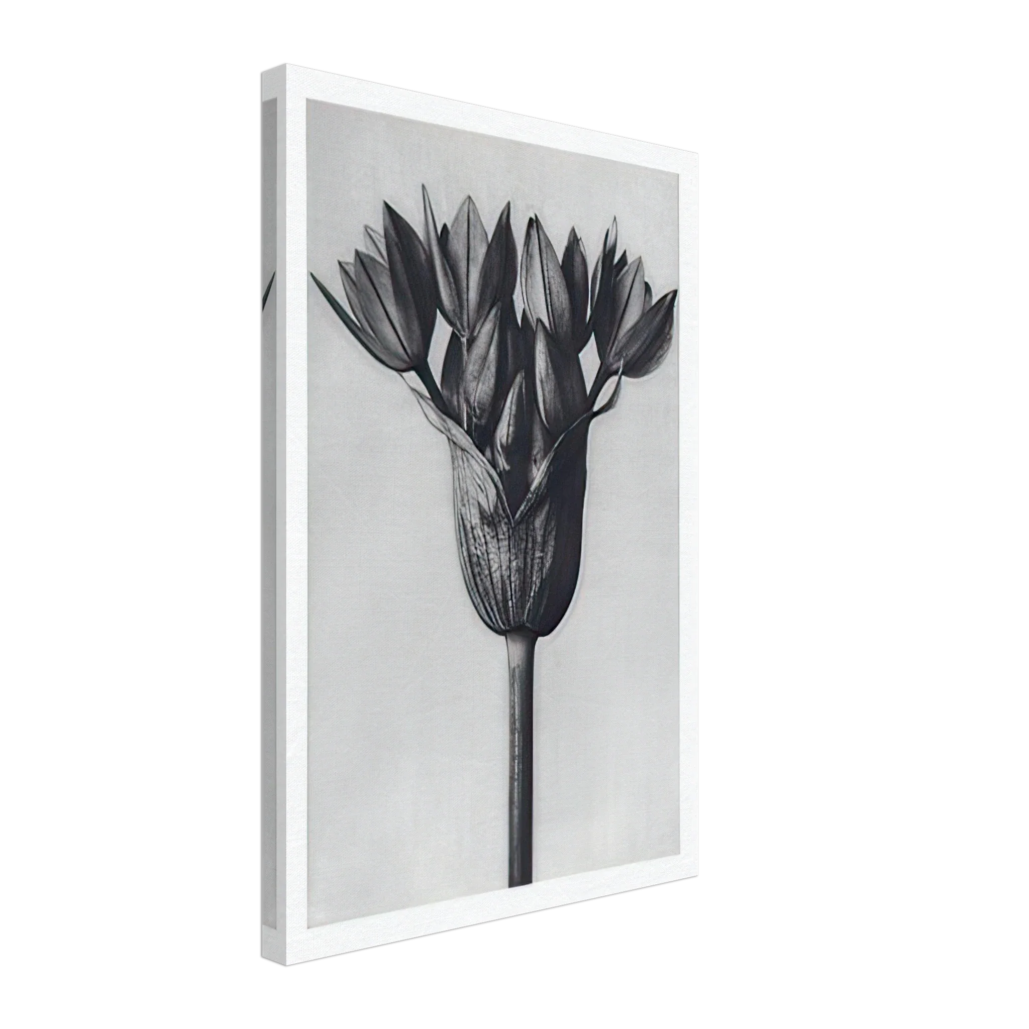 Art Forms in Nature 94 by Karl Blossfeldt — Framed art print at Zephyeer