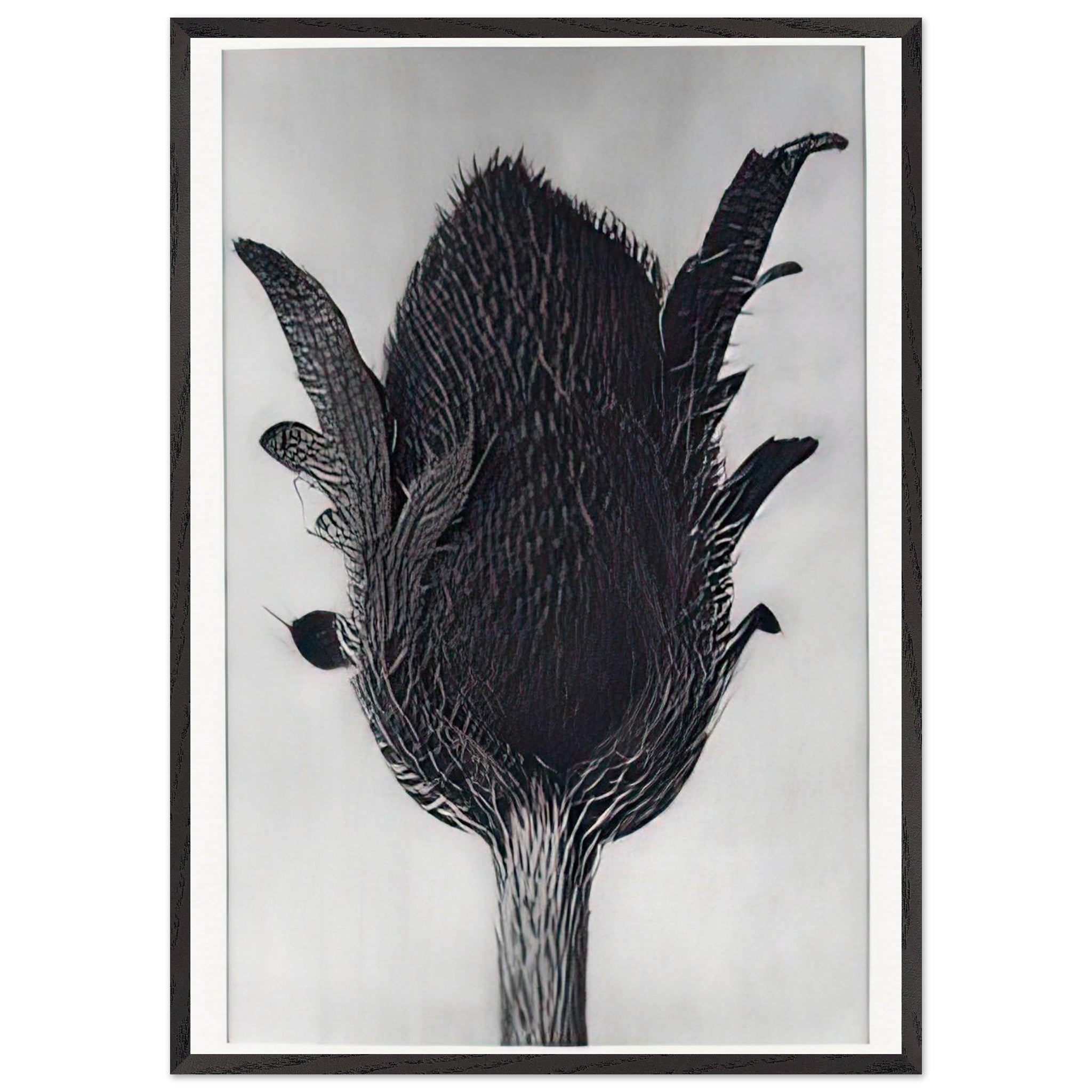 Art Forms in Nature 80 by Karl Blossfeldt — Framed art print at Zephyeer