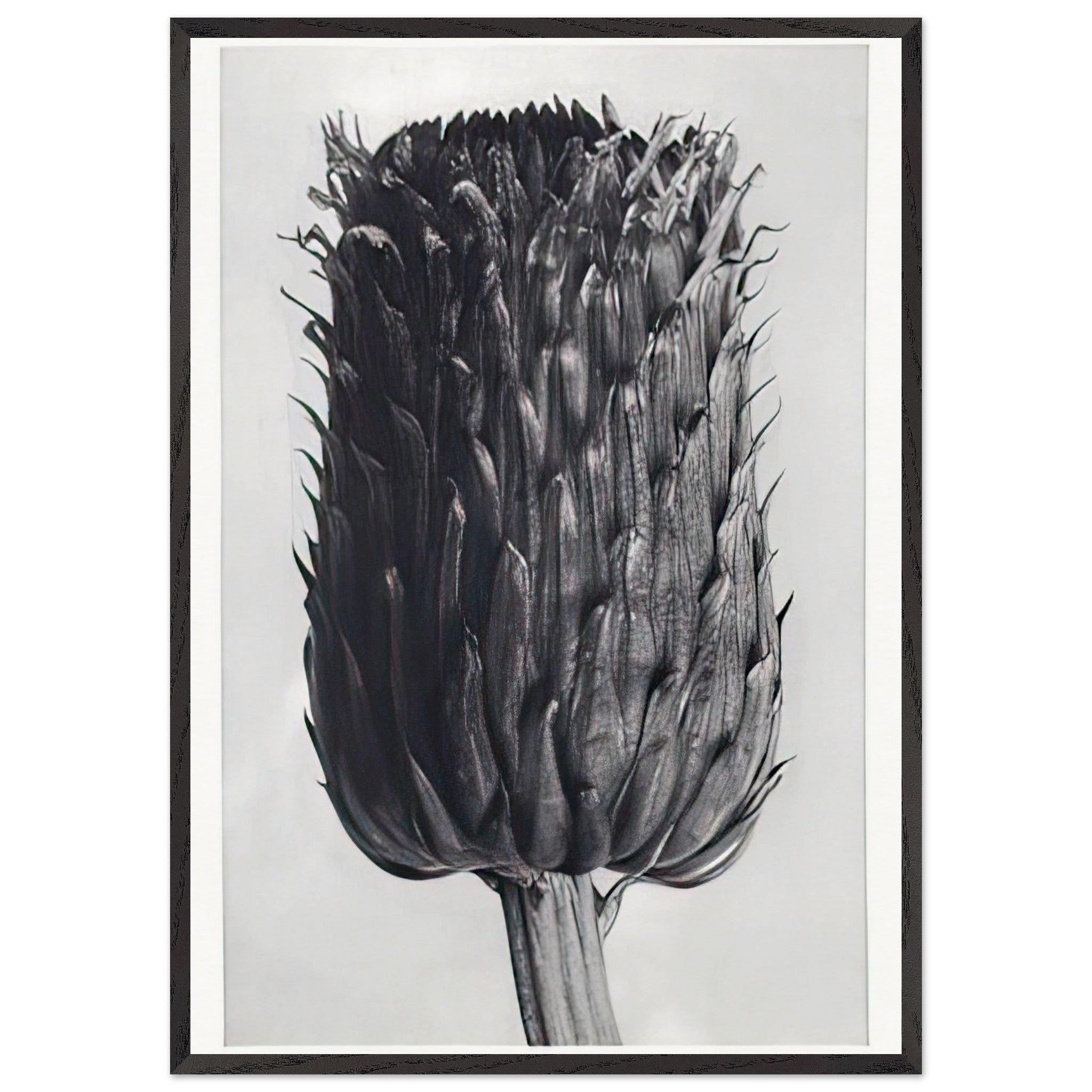 Art Forms in Nature 84 by Karl Blossfeldt — Framed art print at Zephyeer