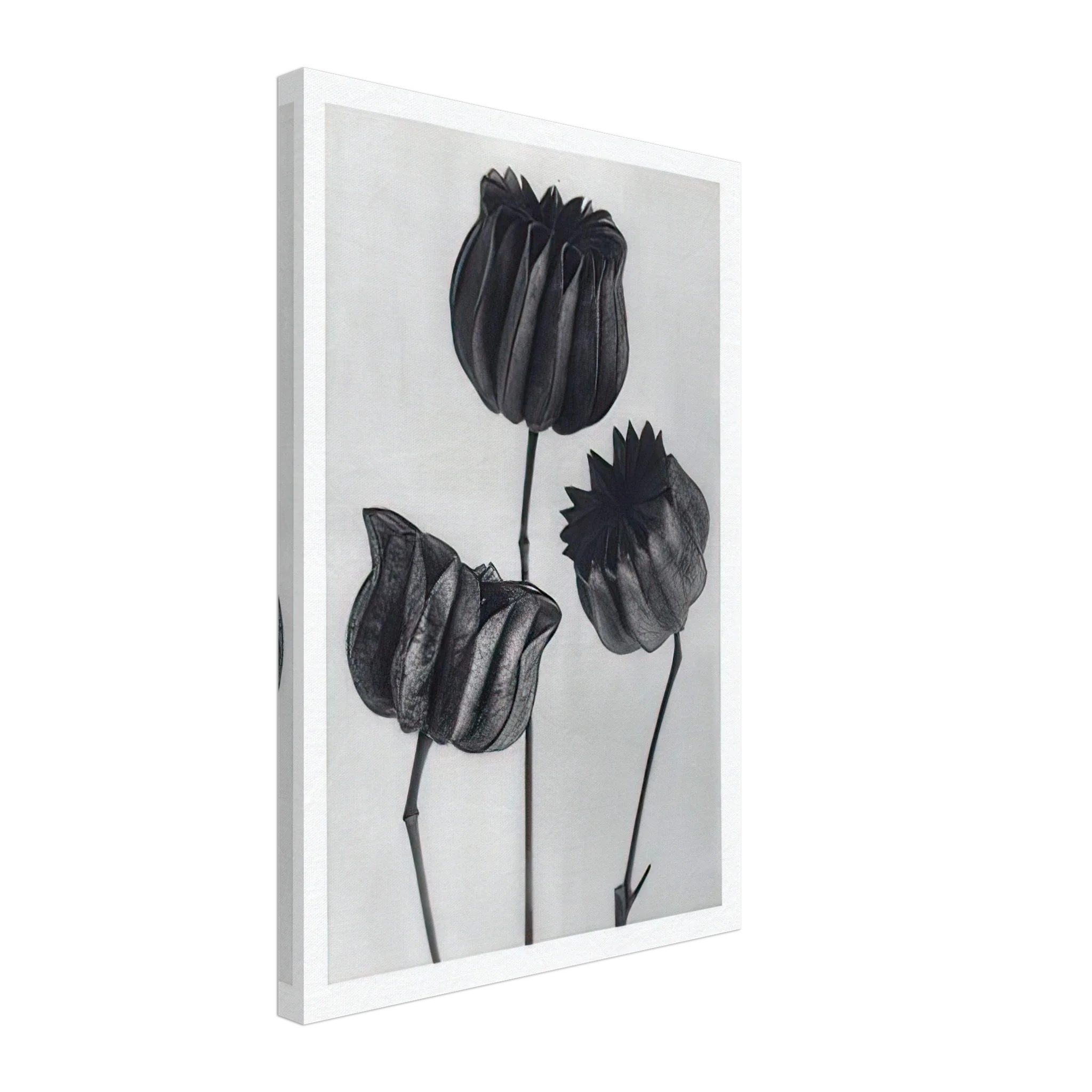 Art Forms in Nature 103 by Karl Blossfeldt — Framed art print at Zephyeer