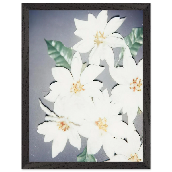 Christmas Poinsettias-White by Andy Warhol — Framed art print at Zephyeer