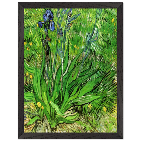 The Iris by Vincent van Gogh — Framed art print at Zephyeer