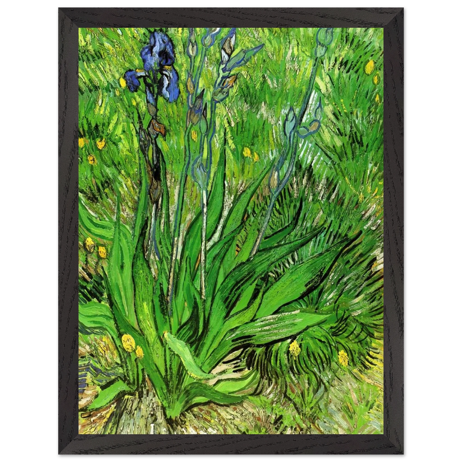 The Iris by Vincent van Gogh — Framed art print at Zephyeer