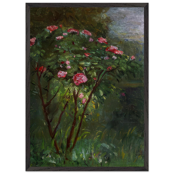 ROSE BUSH IN FLOWER by Gustave Caillebotte — Framed art print at Zephyeer
