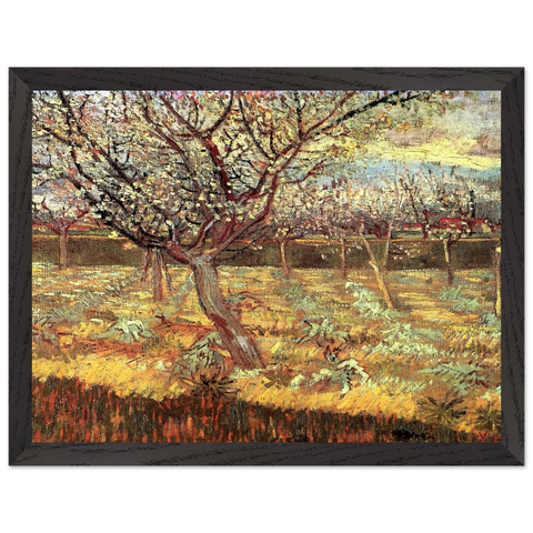 Apricot Trees in Blossom by Vincent van Gogh — Framed art print at Zephyeer
