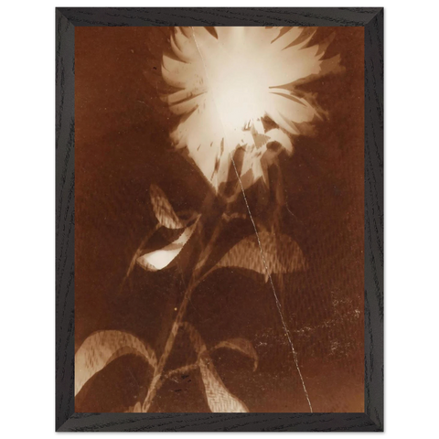 Untitled [flower] by Laszlo Moholy-Nagy — Framed art print at Zephyeer