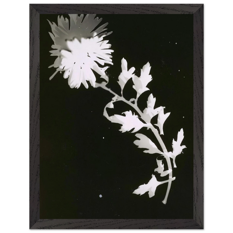 Flower by Laszlo Moholy-Nagy — Framed art print at Zephyeer