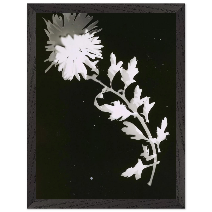 Flower by Laszlo Moholy-Nagy — Framed art print at Zephyeer