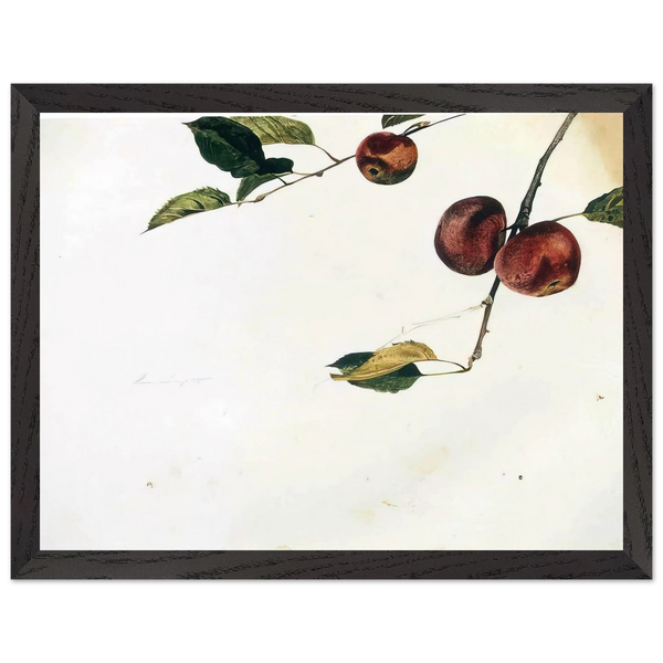 APPLES ON A BOUGH STUDY BEFORE PICKING by Andrew Wyeth — Framed art print at Zephyeer