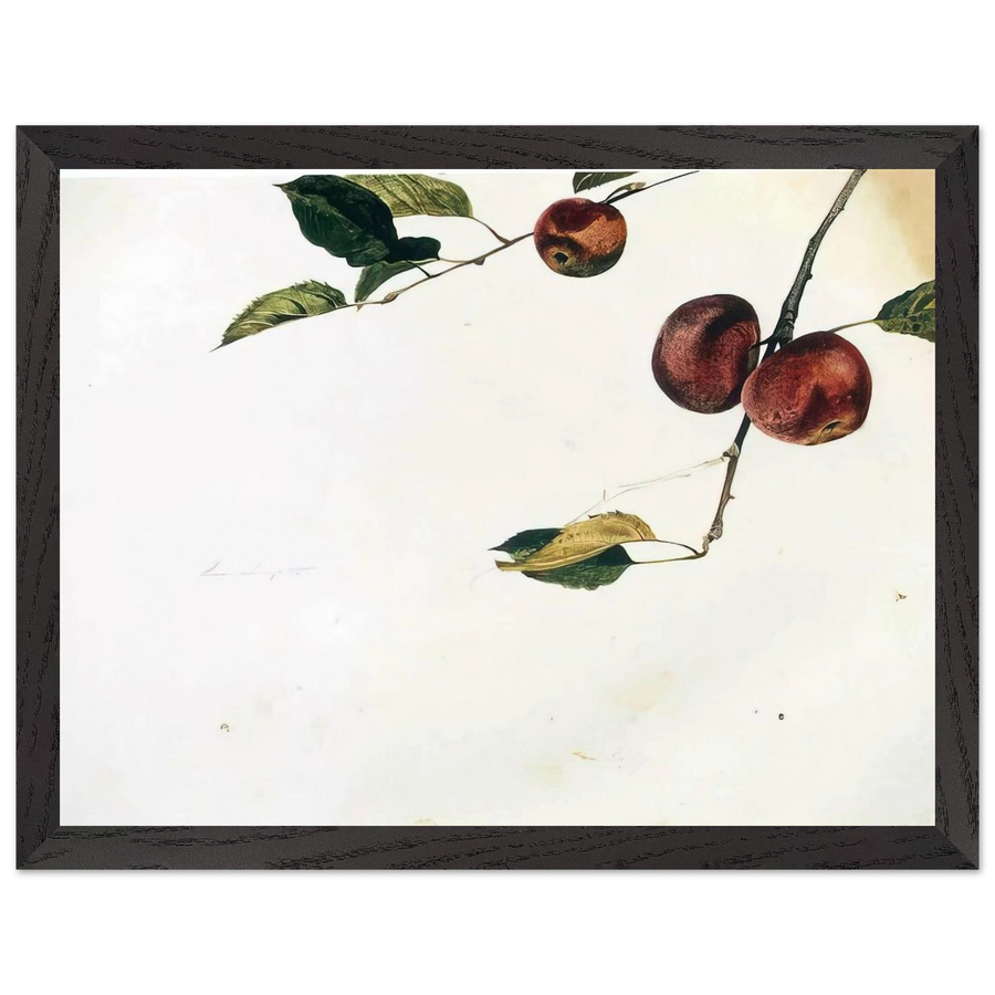 APPLES ON A BOUGH STUDY BEFORE PICKING by Andrew Wyeth — Framed art print at Zephyeer