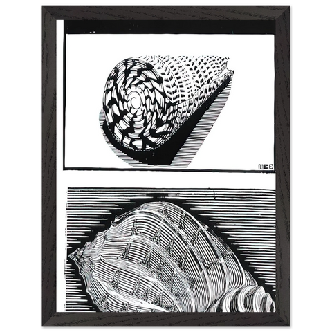 SEA SHELLS by MC Escher — Framed art print at Zephyeer