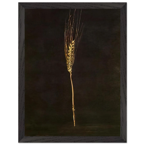 WHEAT EAR by Salvador Dali — Framed art print at Zephyeer
