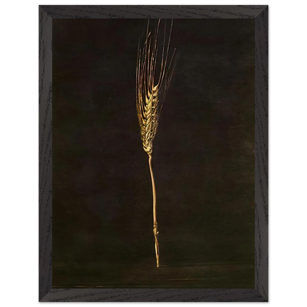 WHEAT EAR by Salvador Dali — Framed art print at Zephyeer