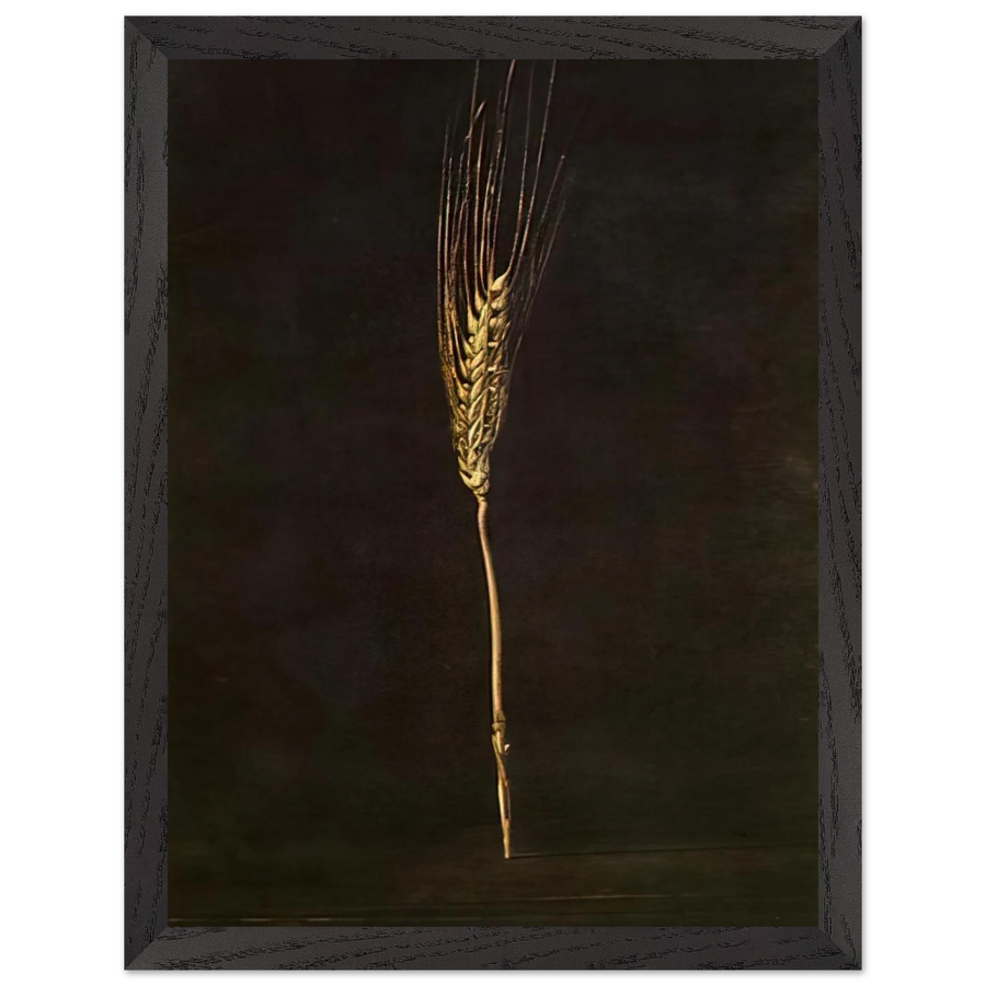 WHEAT EAR by Salvador Dali — Framed art print at Zephyeer