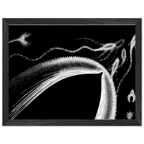 DOLPHINS by MC Escher — Framed art print at Zephyeer
