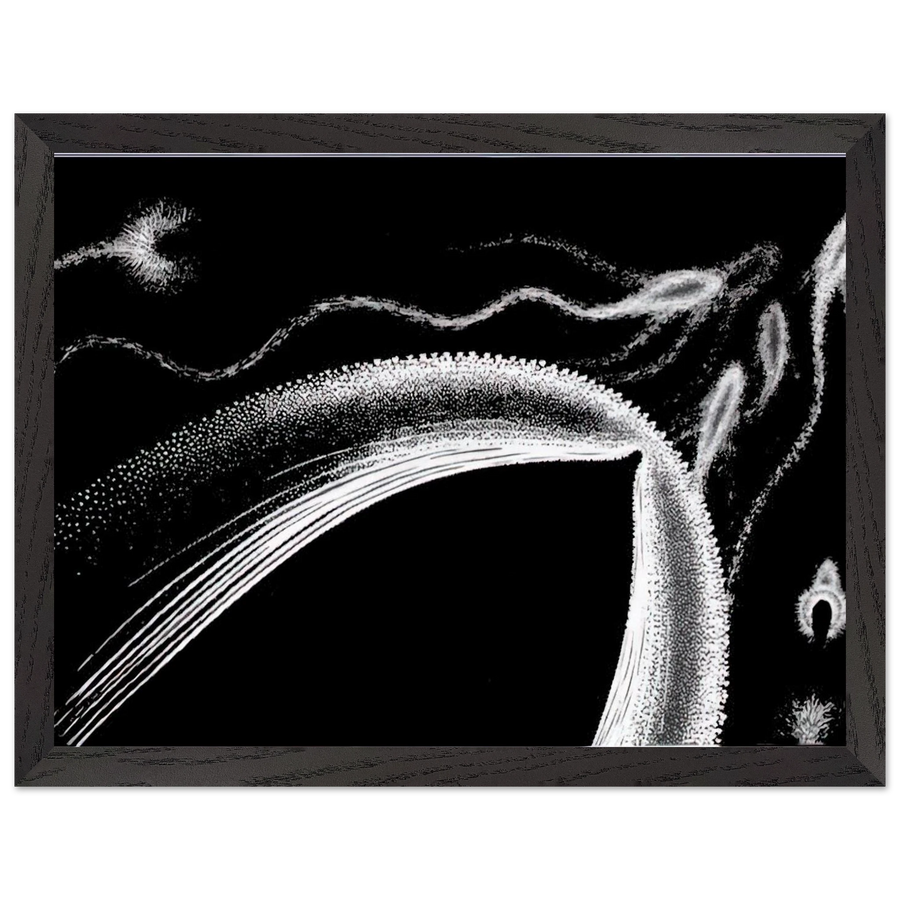 DOLPHINS by MC Escher — Framed art print at Zephyeer